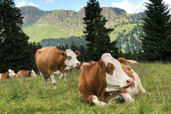 herd of cattle on grass field during daytime
