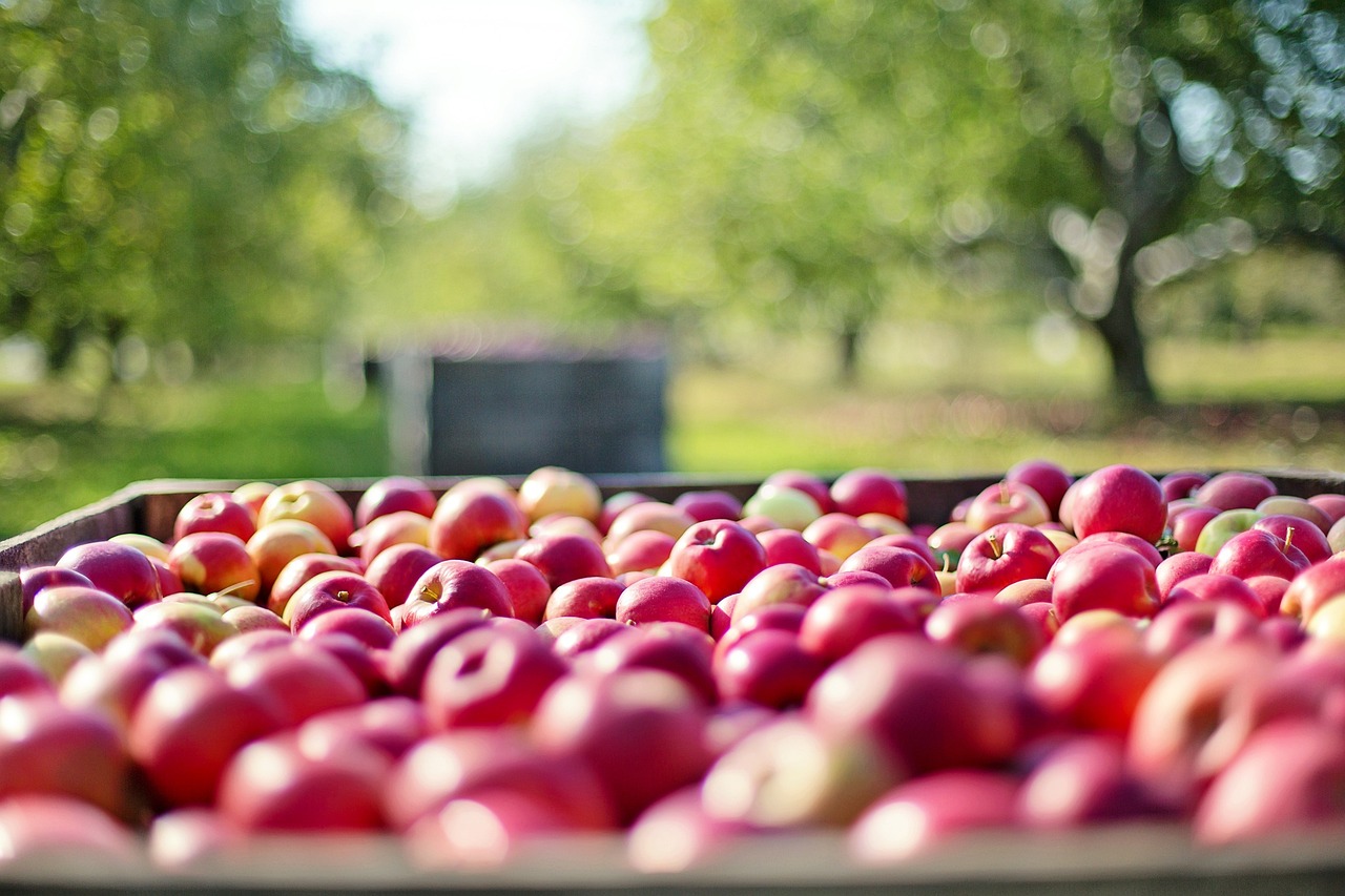 apples, fruits, farm