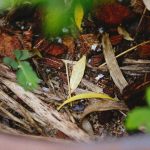Close-up of organic materials in compost including leaves and soil.