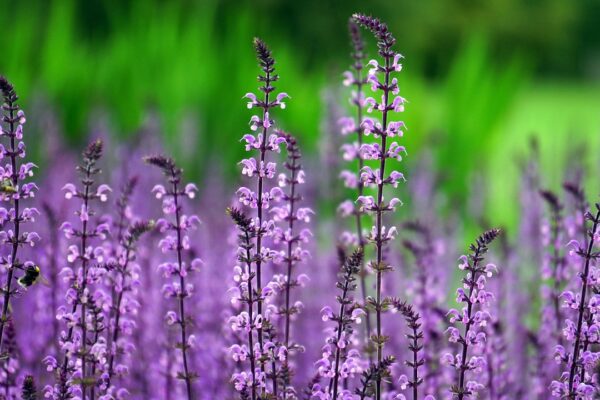 Sampah Taman untuk Kompos