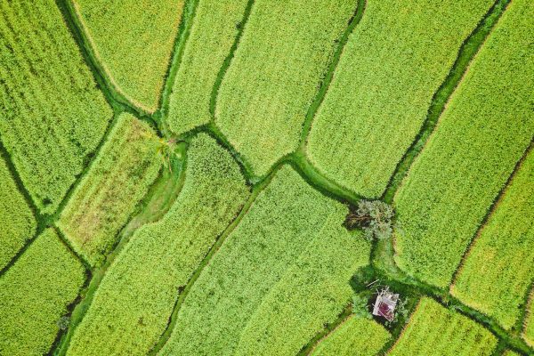 aerial view of green field during daytime