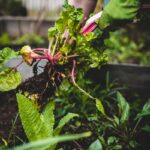 Rooftop Urban Farming