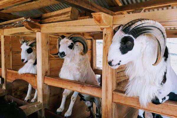 Three majestic rams with large horns in a traditional Indonesian farm barn. Perfect for agricultural themes.