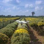 A drone captures an aerial view of a lush flower field in the countryside on a sunny day.