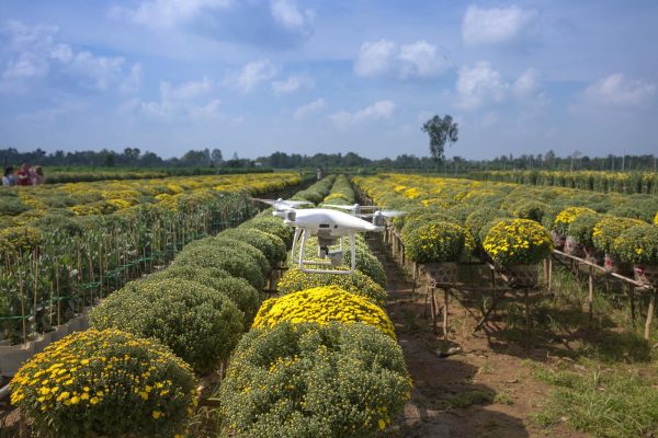 A drone captures an aerial view of a lush flower field in the countryside on a sunny day.
