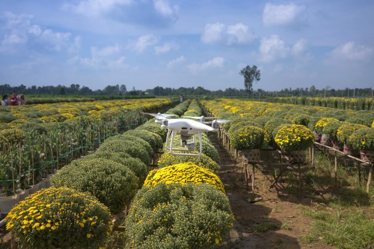 A drone captures an aerial view of a lush flower field in the countryside on a sunny day.