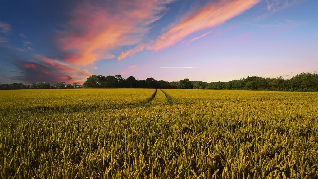 countryside, harvest, agriculture