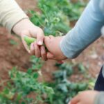 koperasi hijau mandiri, ekonomi hijau koperasi, koperasi berkelanjutan, pemberdayaan komunitas hijau, bisnis koperasi ramah lingkungan