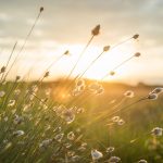 plume, sunset, nature, landscape, reed, wind, sunlight, meadows, orange, eco, environment, warm, soft, cosy, seasonal, autumn, wind, wind, wind, wind, wind, eco, environment, environment, warm, warm