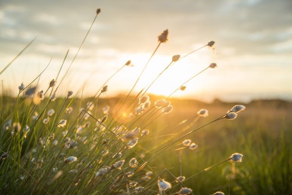 plume, sunset, nature, landscape, reed, wind, sunlight, meadows, orange, eco, environment, warm, soft, cosy, seasonal, autumn, wind, wind, wind, wind, wind, eco, environment, environment, warm, warm