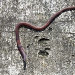 earth worm, worm, earthworm