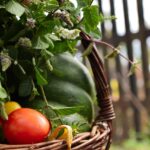 basket, vegetables, scuttle, tomato, pumpkin, mint, village, fresh, nature, summer, food