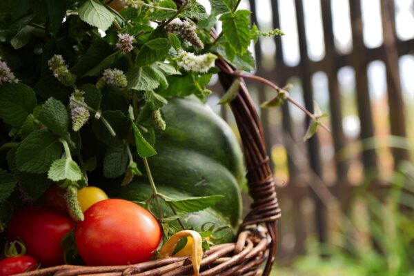 basket, vegetables, scuttle, tomato, pumpkin, mint, village, fresh, nature, summer, food