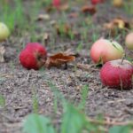 Kandungan Pupuk Organik