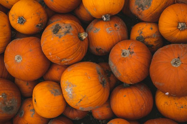 A vibrant collection of freshly harvested pumpkins from an English farm, showcasing natural autumn beauty.