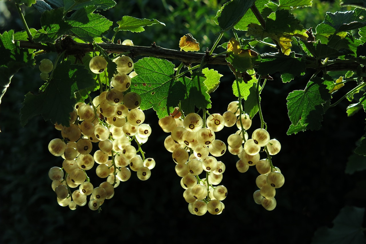 white currant, fruits, branch