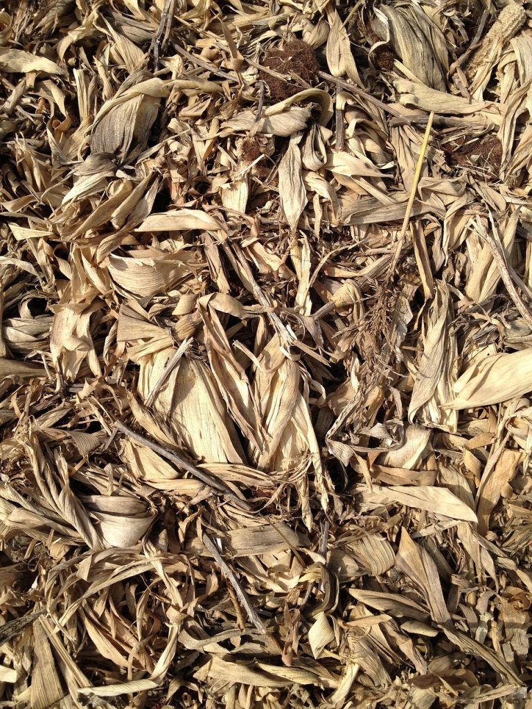 texture, corn stalk, hay, texture, corn stalk, corn stalk, corn stalk, corn stalk, corn stalk