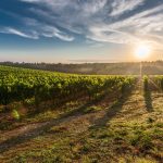vineyard, sunrise, sun