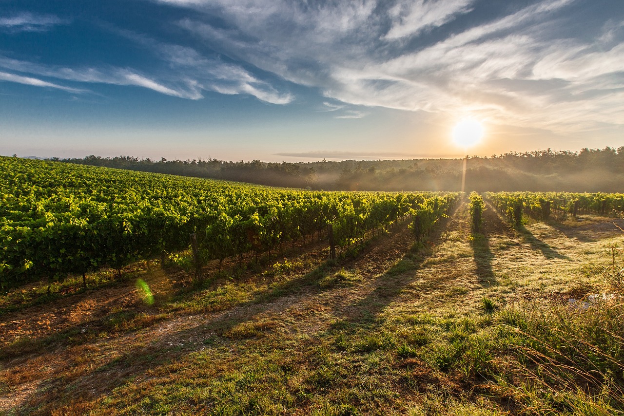 vineyard, sunrise, sun