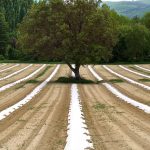 agriculture, agroecology, asparagus, countryside, landscape, rural, scenery, tree, nature, field, scenic, agroecology, agroecology, agroecology, agroecology, agroecology