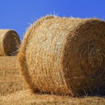 farming, harvest, field, cultivation, cereals, nature, landscape, wheat, darling, summer, straw bale, season, collects, cereals, straw bale, straw bale, straw bale, straw bale, straw bale