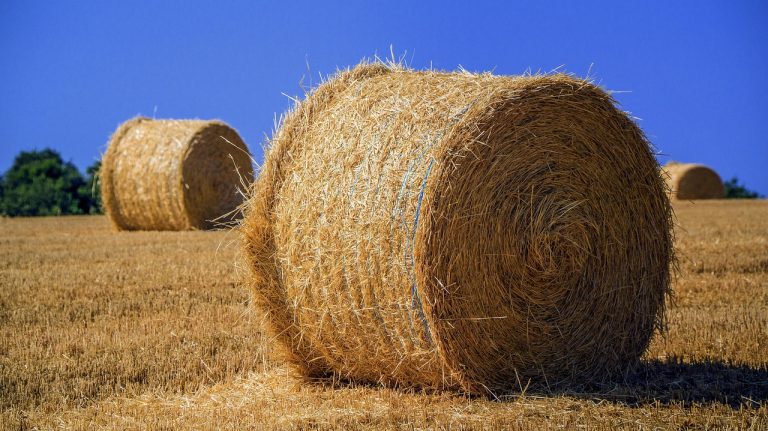 farming, harvest, field, cultivation, cereals, nature, landscape, wheat, darling, summer, straw bale, season, collects, cereals, straw bale, straw bale, straw bale, straw bale, straw bale