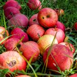 apple, apples, food, fruit, stale, rotten, old, holes, grass, autumn, stale, stale, rotten, nature, rotten, rotten, rotten, rotten