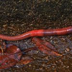 worm, earthworm, ringworm