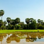 a small pond in the middle of a lush green field