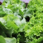 lettuce, nature, salad, garden, plants, growing lettuce, green salad, butter leaf lettuce, kinds of lettuce, head of lettuce, cut lettuce, butterhead lettuce, lettuce varieties, different types of lettuce, lettuce recipes, fresh lettuce, lettuce nutrition facts, lettuce salad, spring lettuce, vegetables, food, healthy, vegetarian, organic, lettuce, lettuce, lettuce, lettuce, lettuce