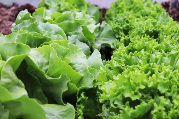 lettuce, nature, salad, garden, plants, growing lettuce, green salad, butter leaf lettuce, kinds of lettuce, head of lettuce, cut lettuce, butterhead lettuce, lettuce varieties, different types of lettuce, lettuce recipes, fresh lettuce, lettuce nutrition facts, lettuce salad, spring lettuce, vegetables, food, healthy, vegetarian, organic, lettuce, lettuce, lettuce, lettuce, lettuce