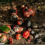 Rotten tomatoes and vegetables in a garden illustrating decay.