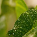 Pupuk Nano EnviGo sebagai Solusi Pertanian Berkelanjutan di Era Modern