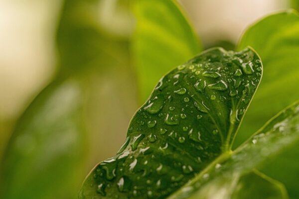 Pupuk Nano EnviGo sebagai Solusi Pertanian Berkelanjutan di Era Modern