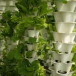 aquaculture, urban vegetable cultivation, hydroponics, produce, greenhouse, healthy, aquaculture, hydroponics, hydroponics, hydroponics, hydroponics, hydroponics