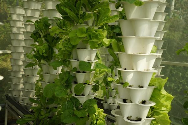 aquaculture, urban vegetable cultivation, hydroponics, produce, greenhouse, healthy, aquaculture, hydroponics, hydroponics, hydroponics, hydroponics, hydroponics