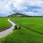 agriculture, irrigation, rice fields