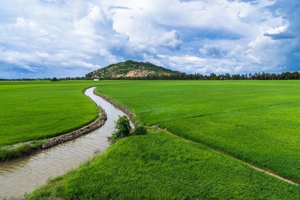 agriculture, irrigation, rice fields