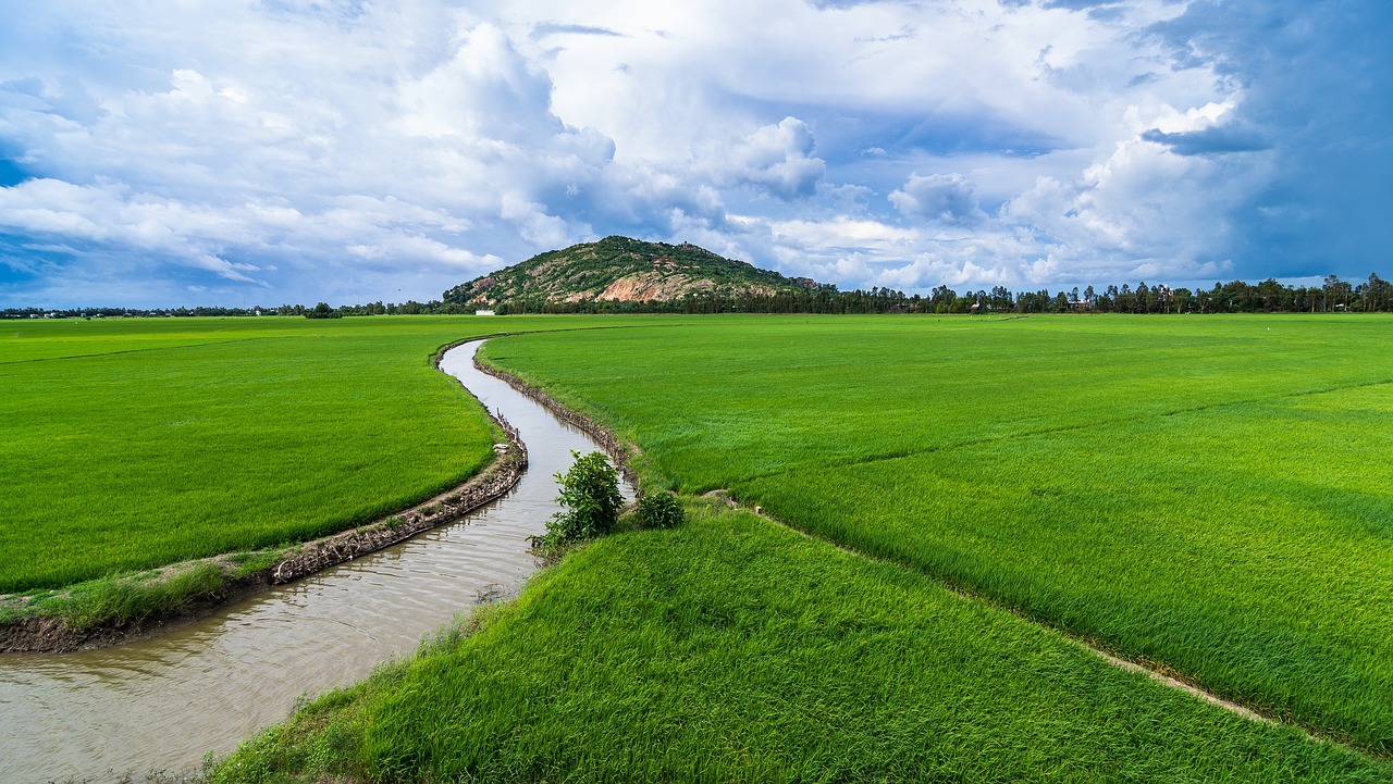 agriculture, irrigation, rice fields