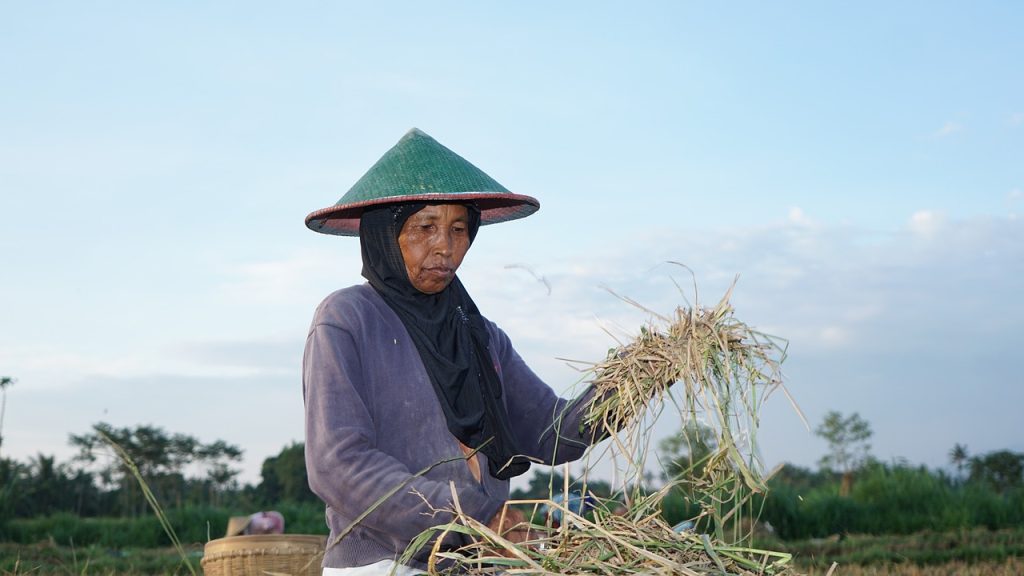 agriculture, farmer, rice harvesting