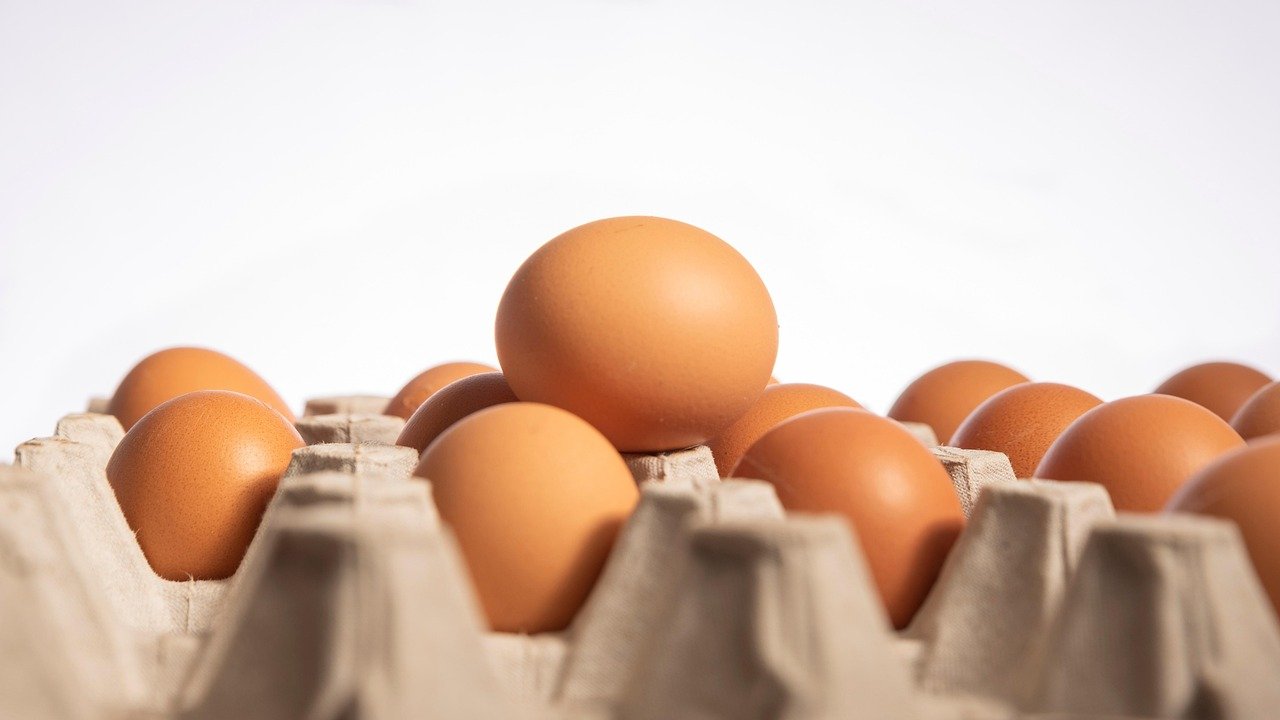 eggs, organic eggs, food, animal by-product