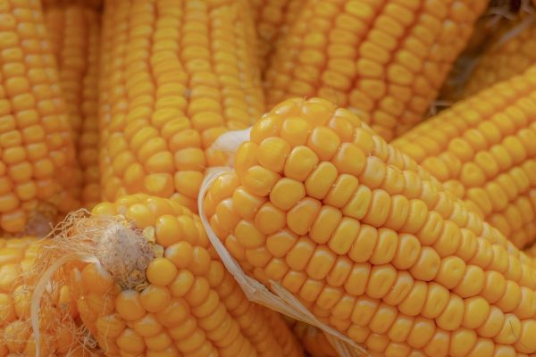 corn, vegetable, harvest, grain, seed, food, nature, farm, agriculture, plant, healthy, diet, natural, organic, nutrition, ingredient, corn, corn, corn, corn, corn