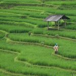 rice field, paddy field, agriculture, farming, farm, nature, green, rice field, agriculture, agriculture, agriculture, agriculture, agriculture, farming, farm