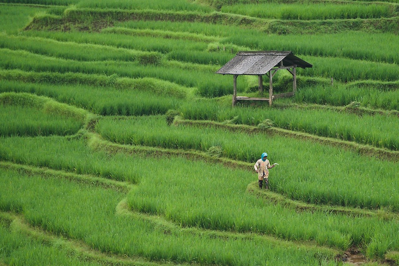 rice field, paddy field, agriculture, farming, farm, nature, green, rice field, agriculture, agriculture, agriculture, agriculture, agriculture, farming, farm