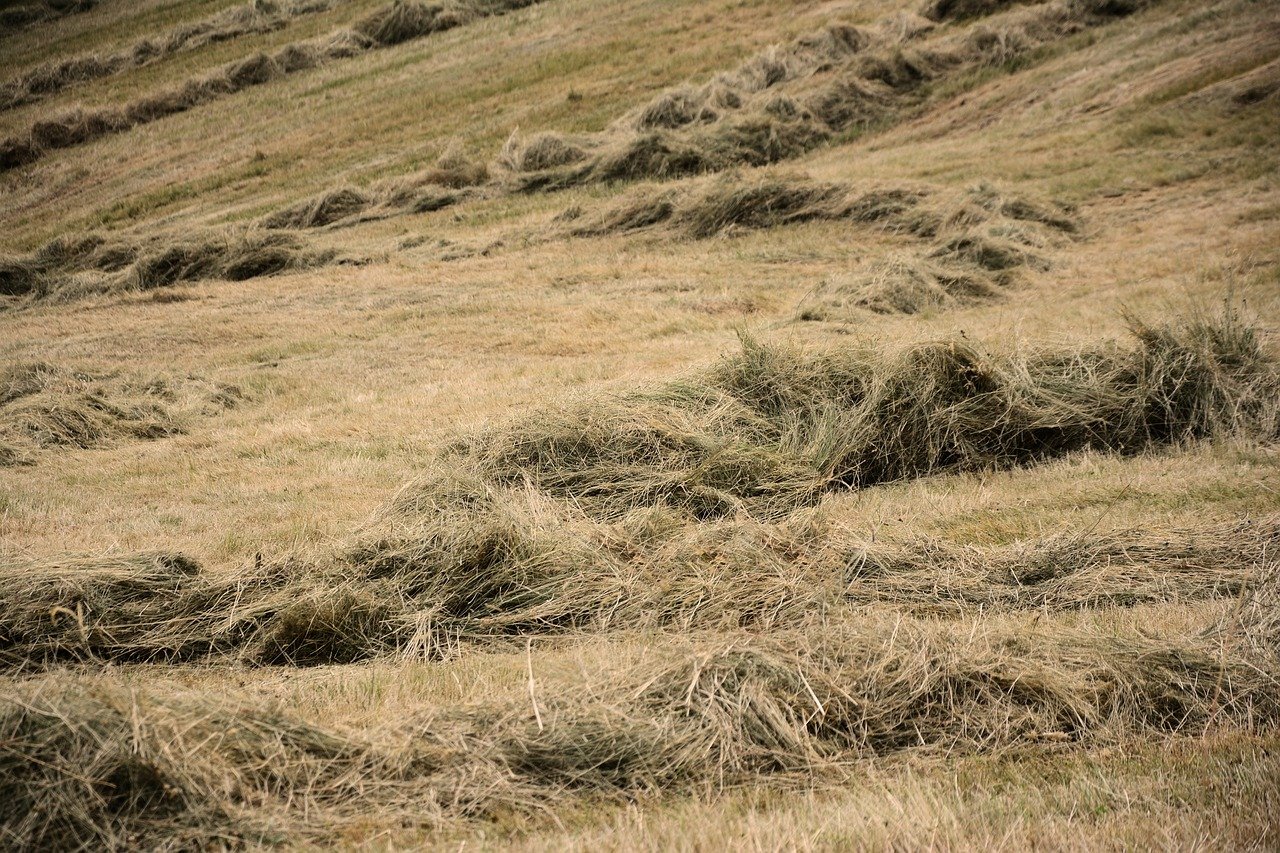 hay, grass, meadow