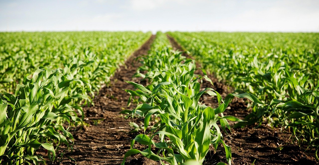 field, farming, earth, farming, farming, farming, farming, farming