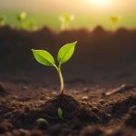 plant, sprout, growth