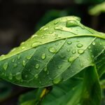 leaves, green, botany, rain, wet, drops, raindrop, droplets, waterdrop, green background, nature, landscape