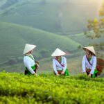 women, farmer, nature, field, agriculture, model, landscape, portrait, coffee, vietnam, forest