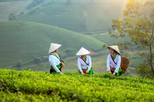 women, farmer, nature, field, agriculture, model, landscape, portrait, coffee, vietnam, forest
